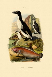 Pingüino de French School